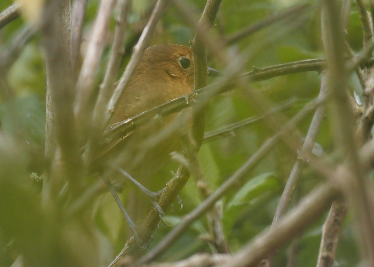 Cajamarca Antpitta - ML425769021