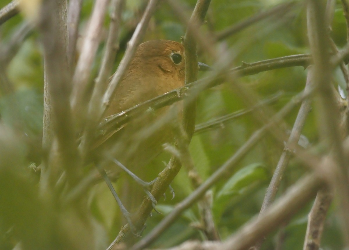 Cajamarca Antpitta - ML425769111