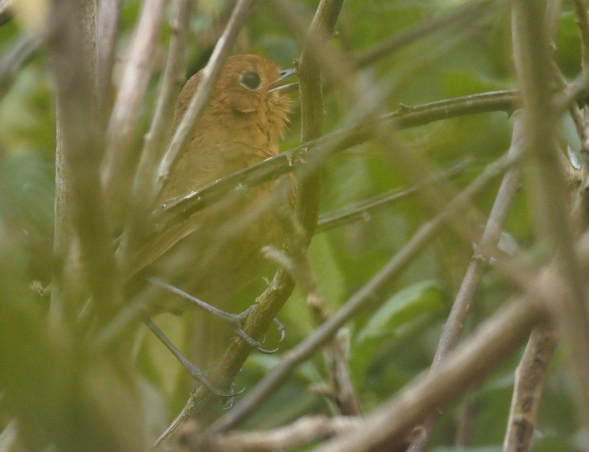 Cajamarca Antpitta - ML425769151