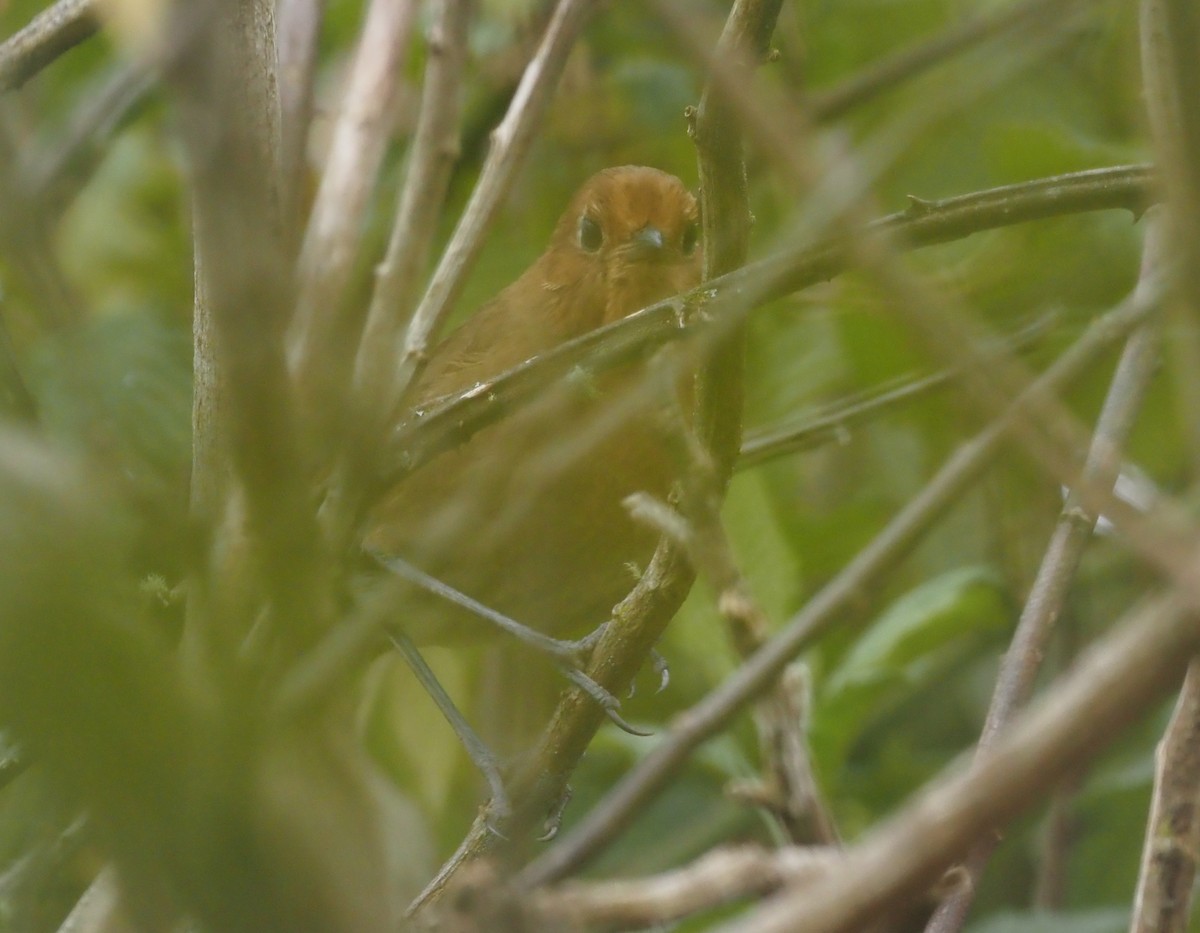 Cajamarca Antpitta - ML425769221