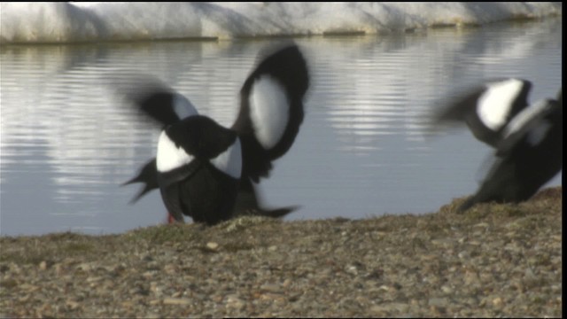 Guillemot à miroir - ML425771