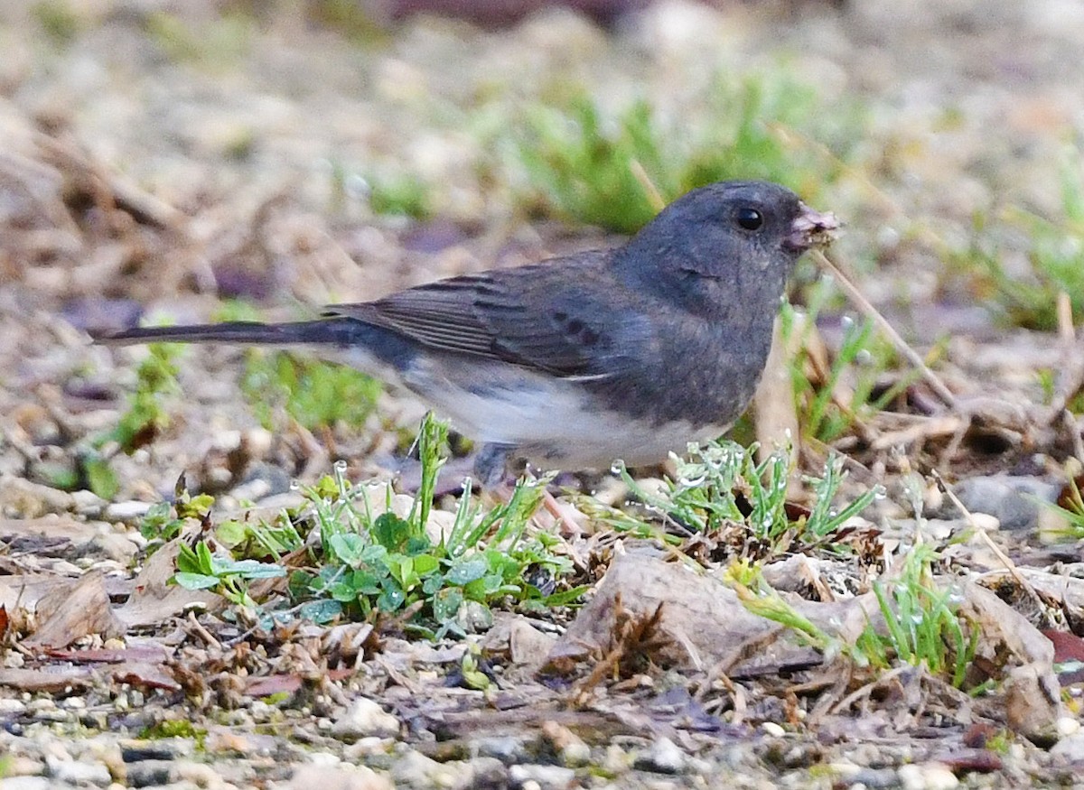 Dark-eyed Junco - ML425772191