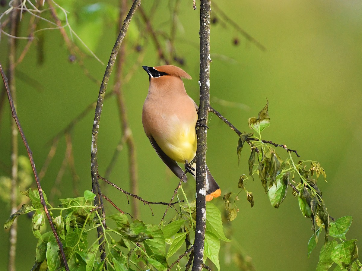 Cedar Waxwing - ML425772221