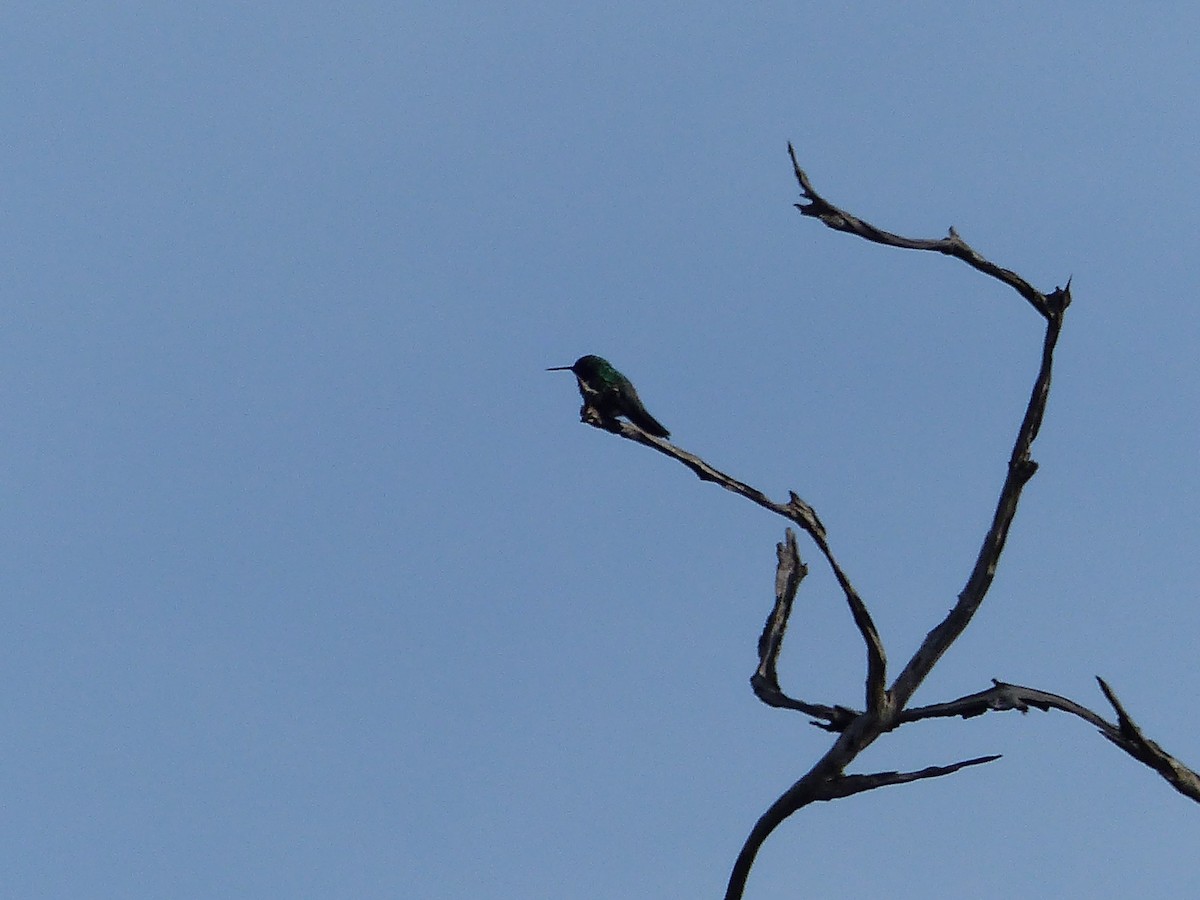 kolibřík čabrakový - ML425772741