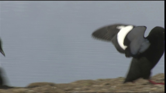 Black Guillemot - ML425773