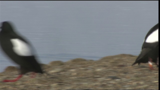 Black Guillemot - ML425774