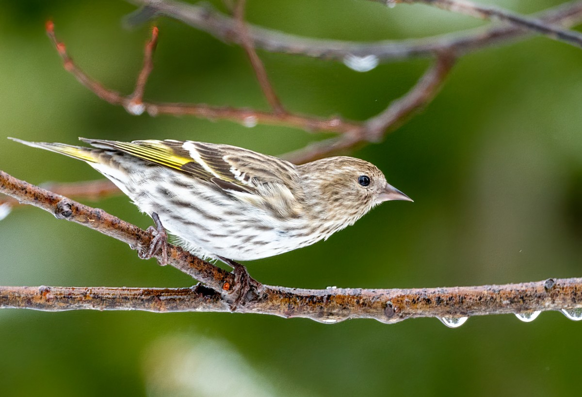 Pine Siskin - Cindy Kindle