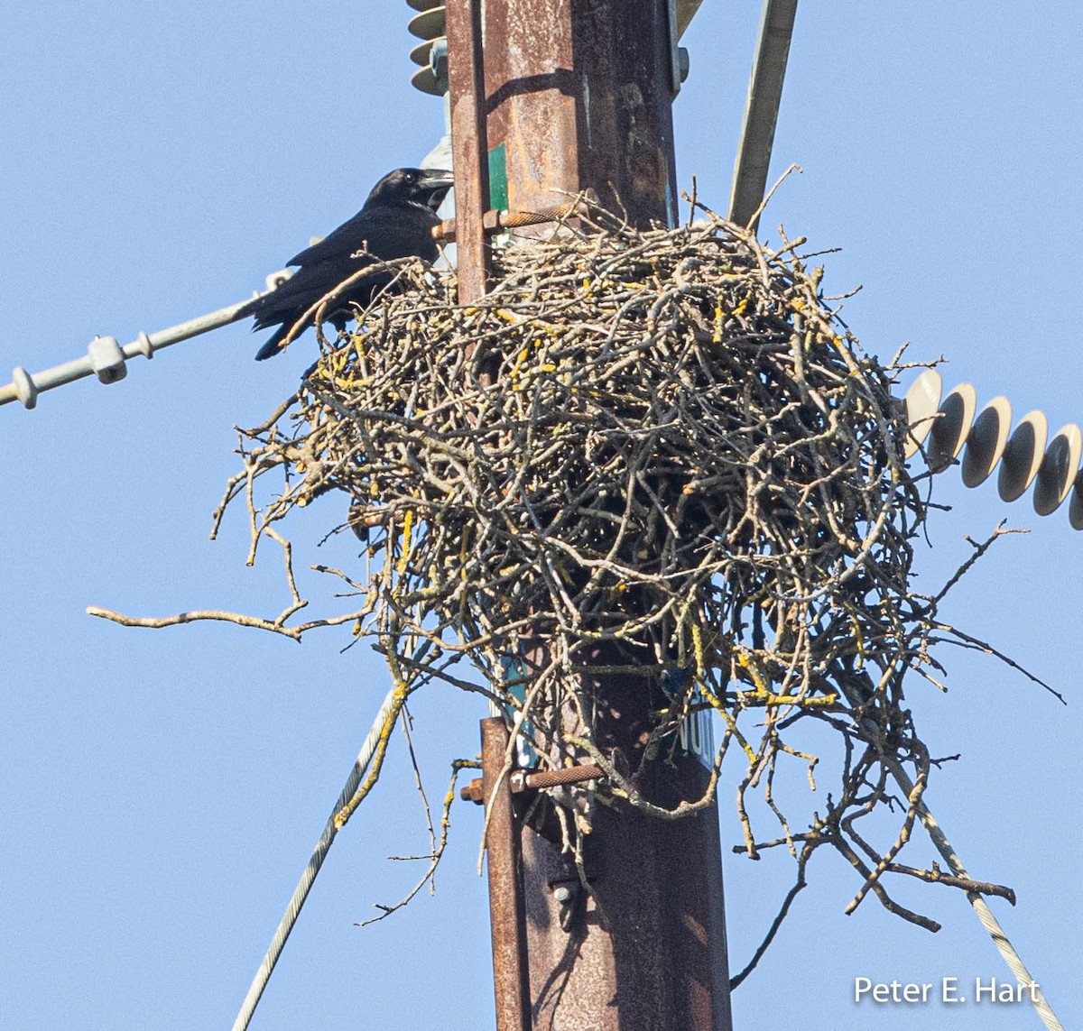 Common Raven - ML425776391