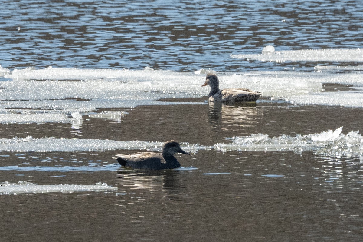 Canard chipeau - ML425776431