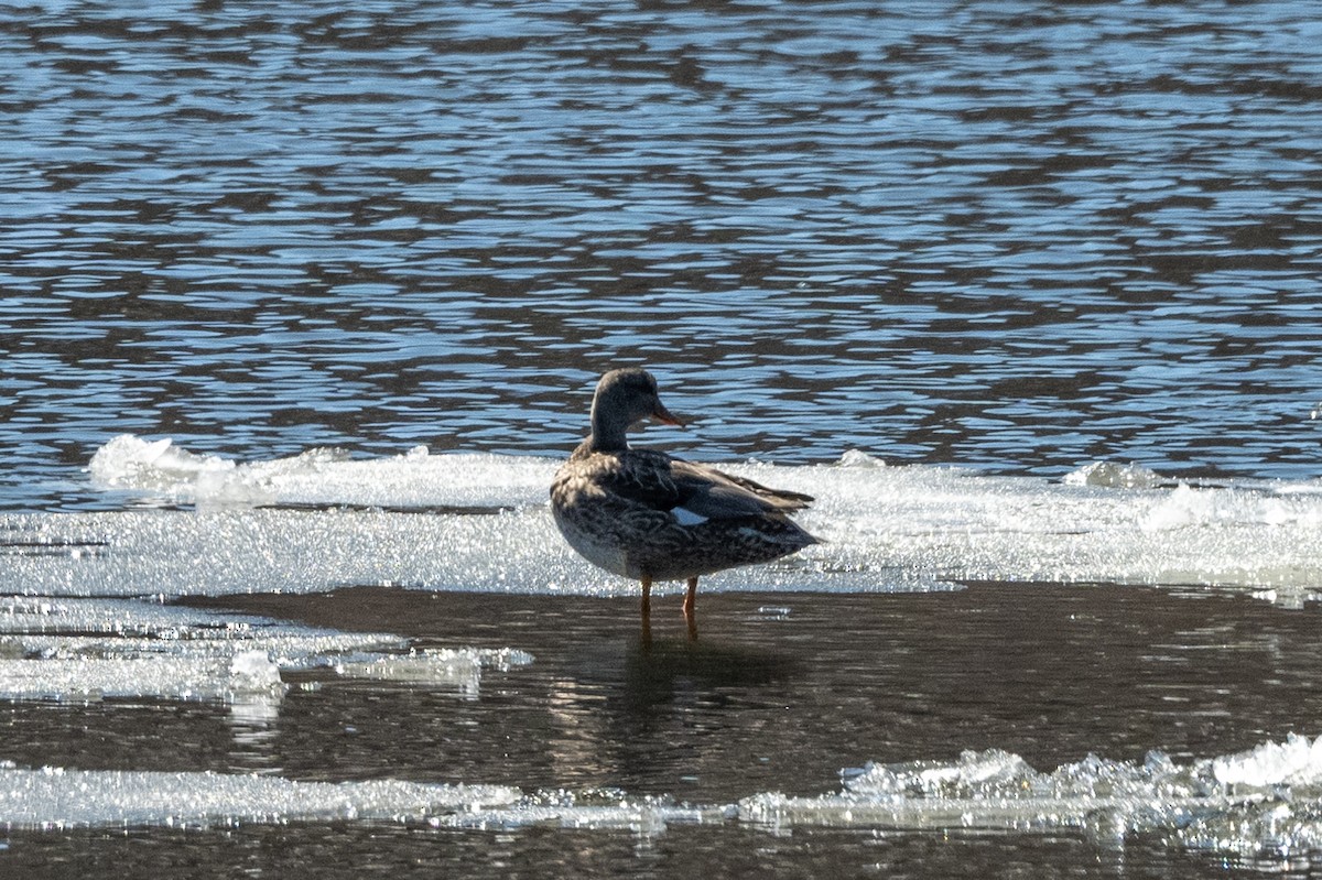 Canard chipeau - ML425776441