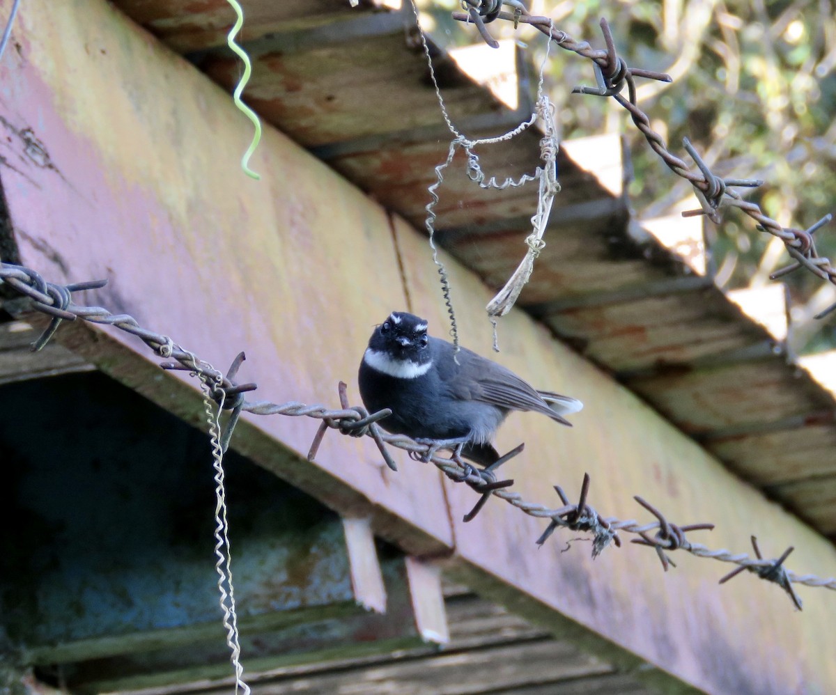 White-throated Fantail - GARY DOUGLAS