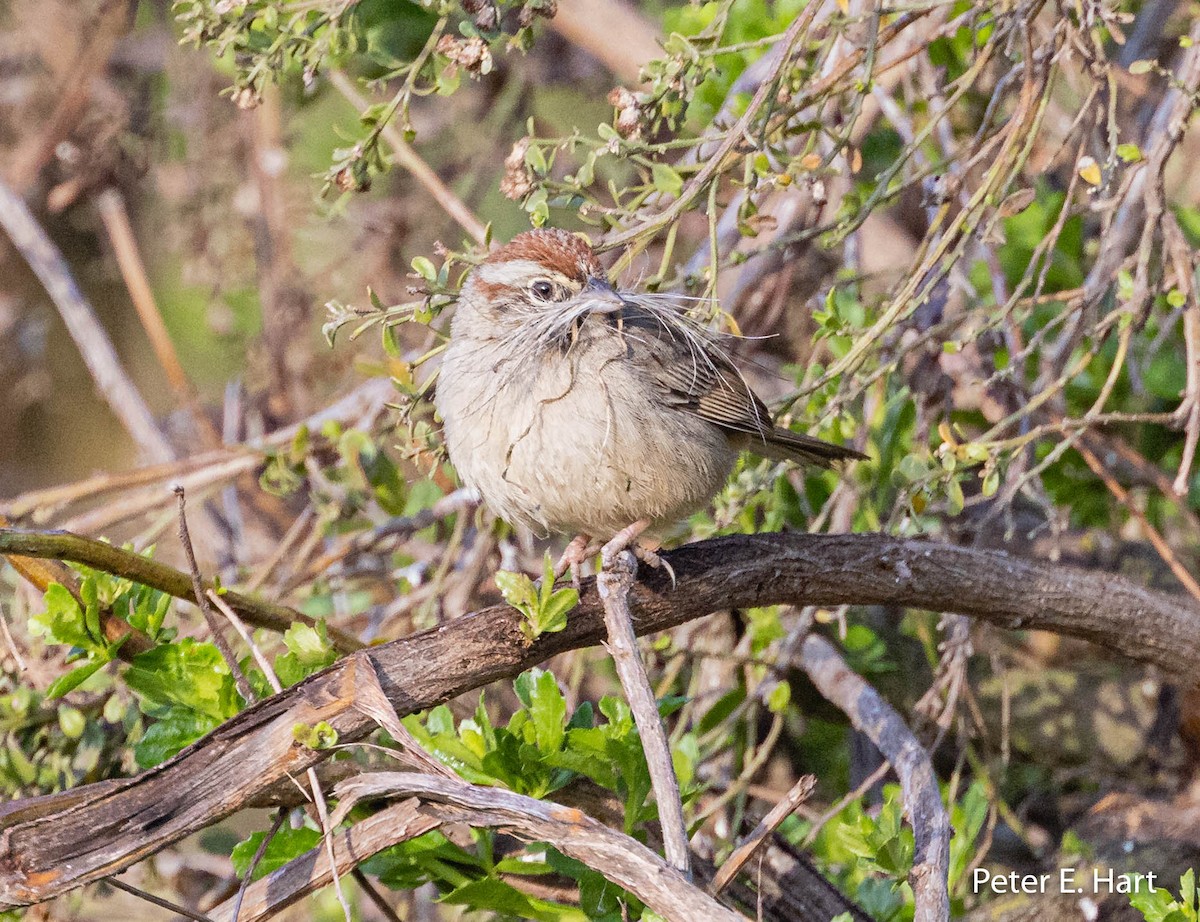 Rufous-crowned Sparrow - ML425776801