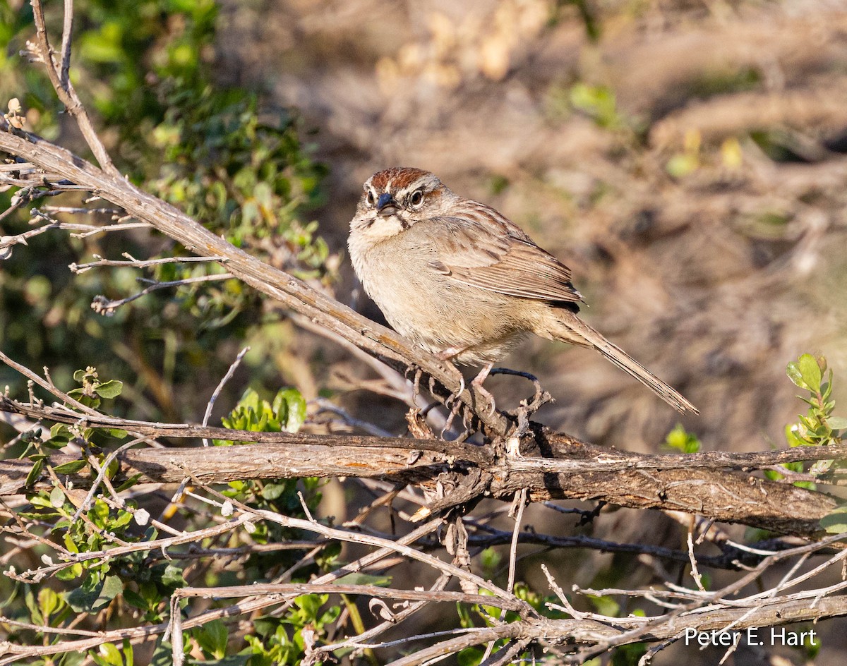 Rufous-crowned Sparrow - ML425776811