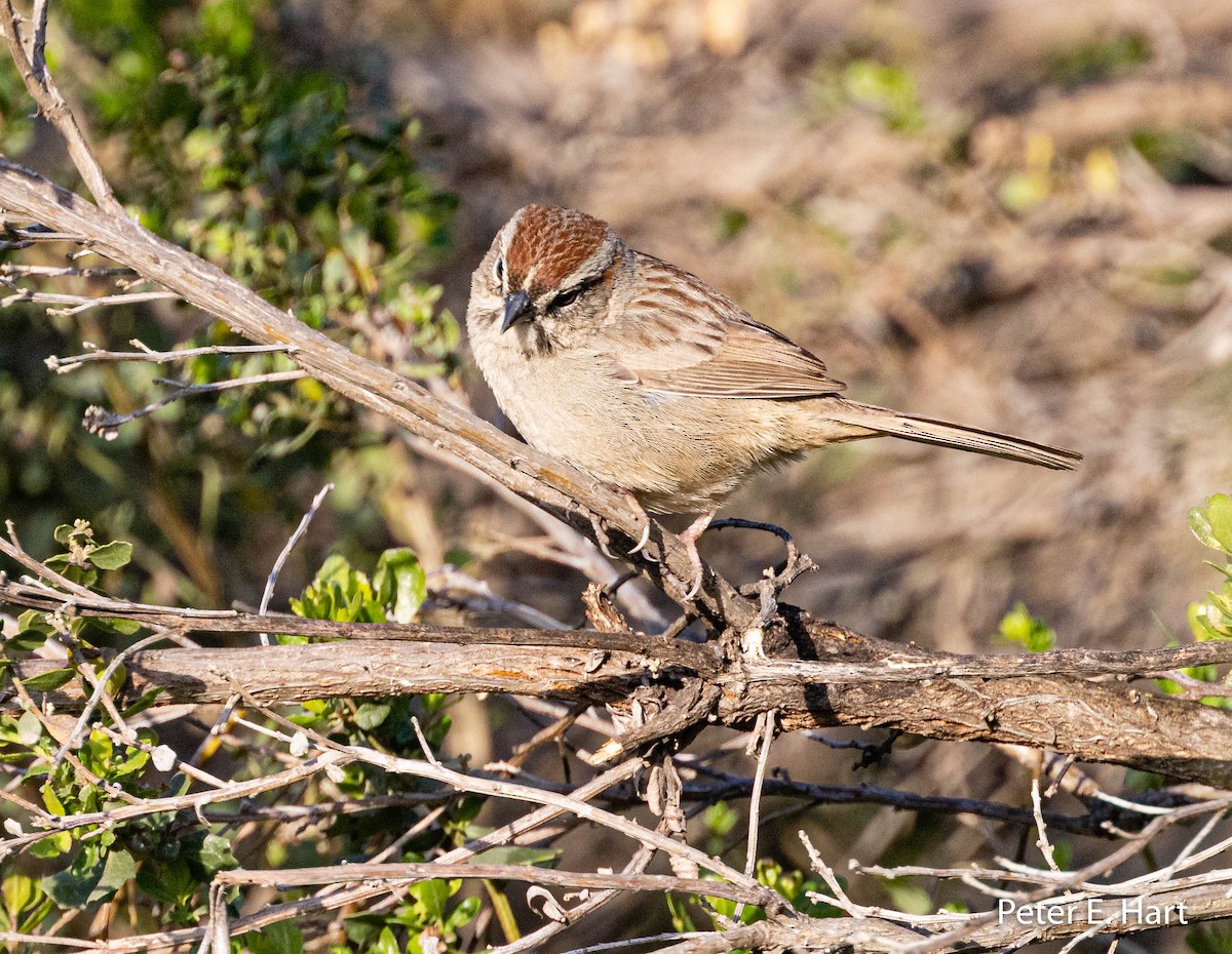 Rufous-crowned Sparrow - ML425776831