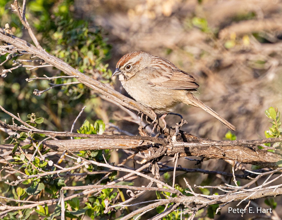 Rufous-crowned Sparrow - ML425776841