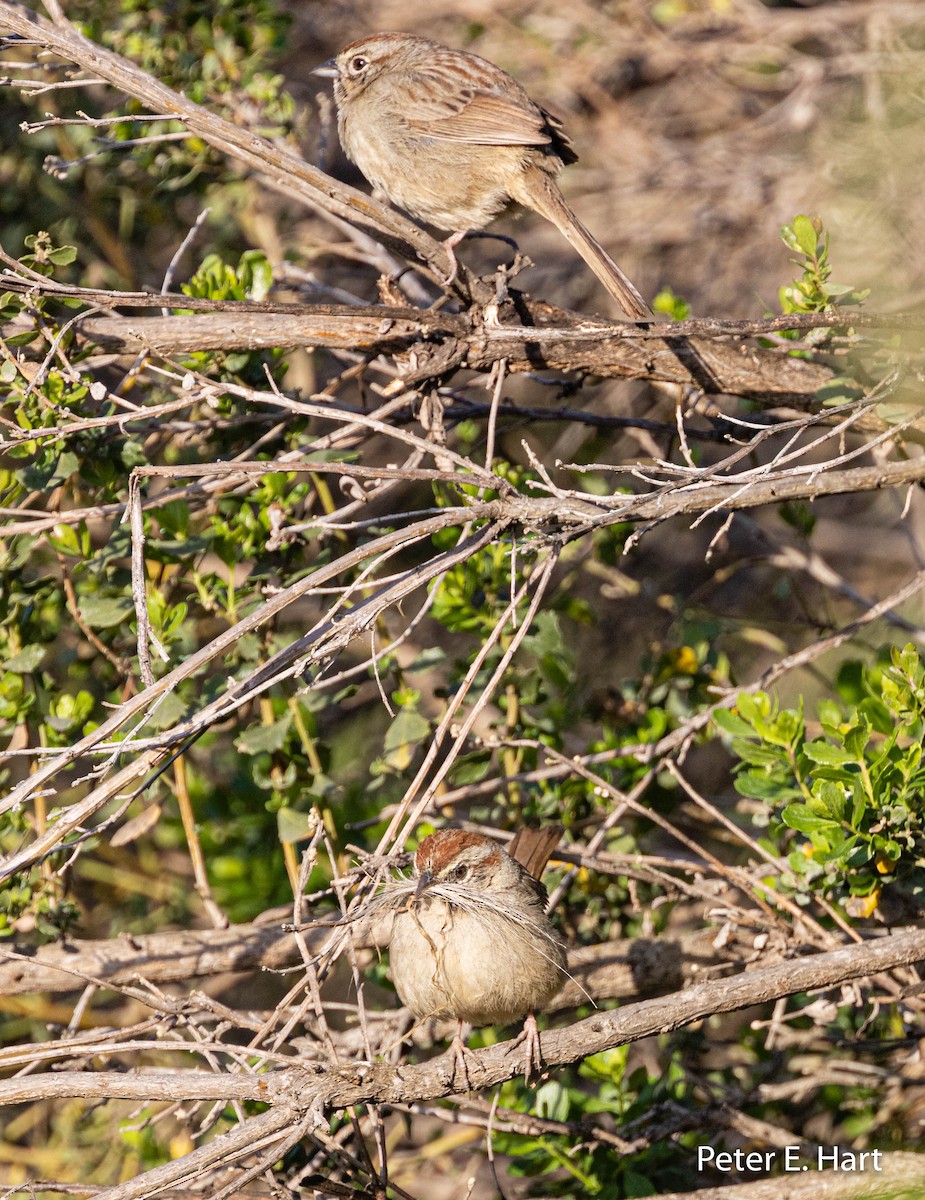 Rufous-crowned Sparrow - Peter Hart