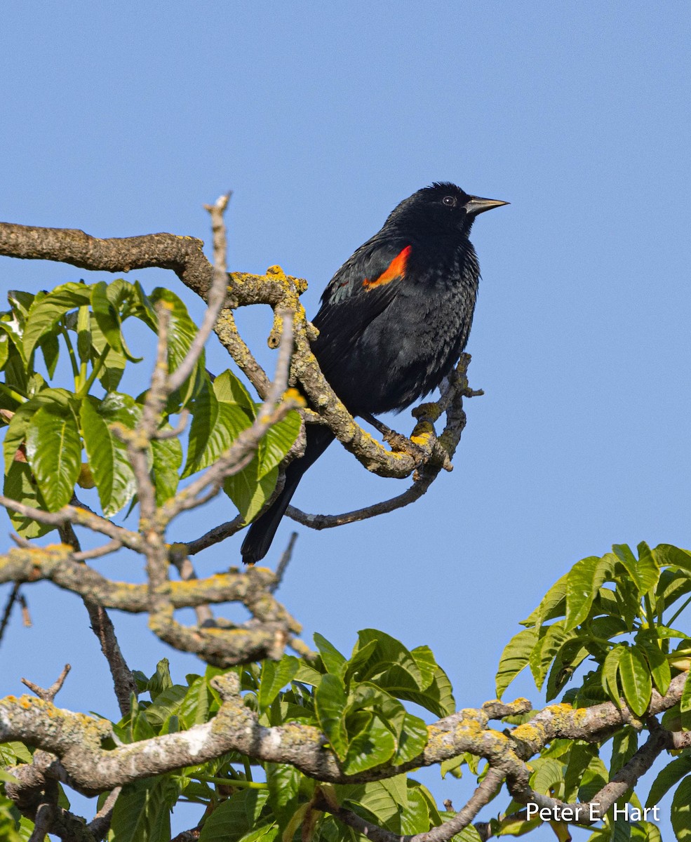 Red-winged Blackbird (California Bicolored) - ML425777281