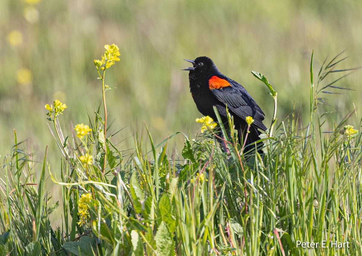 Red-winged Blackbird (California Bicolored) - ML425777291