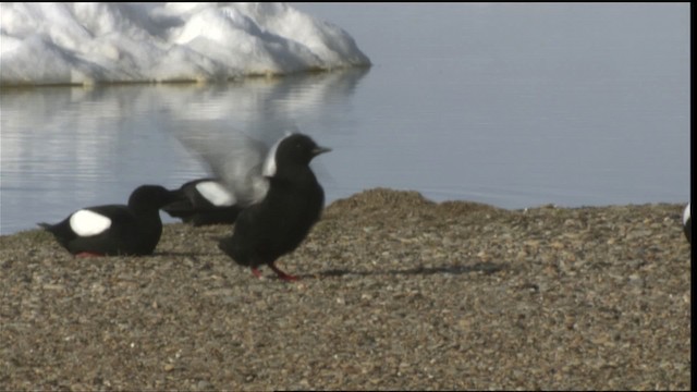 Black Guillemot - ML425778