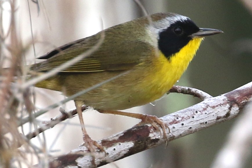 Common Yellowthroat - ML425778181