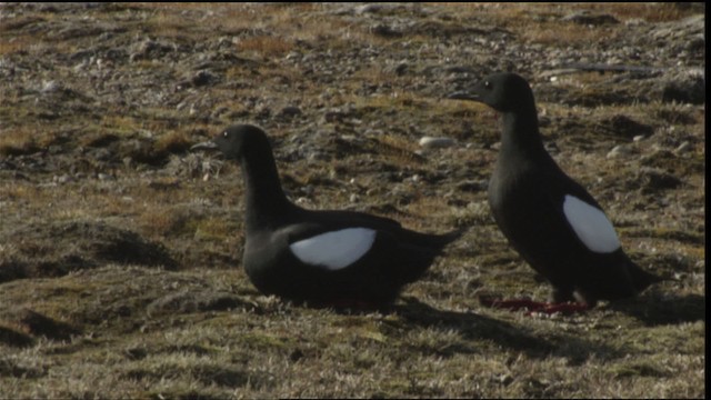 Black Guillemot - ML425779