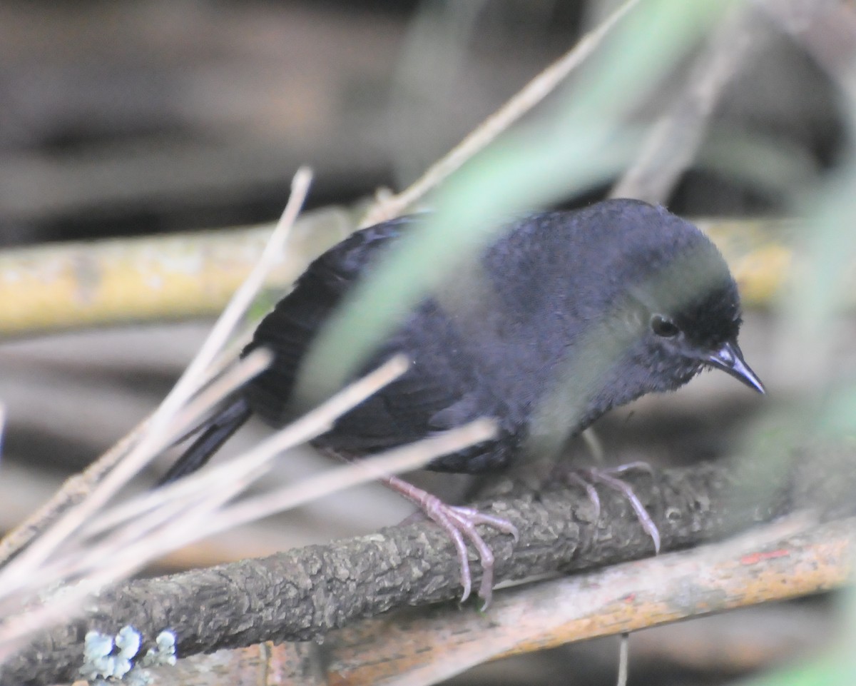 Blackish Tapaculo - ML425779051