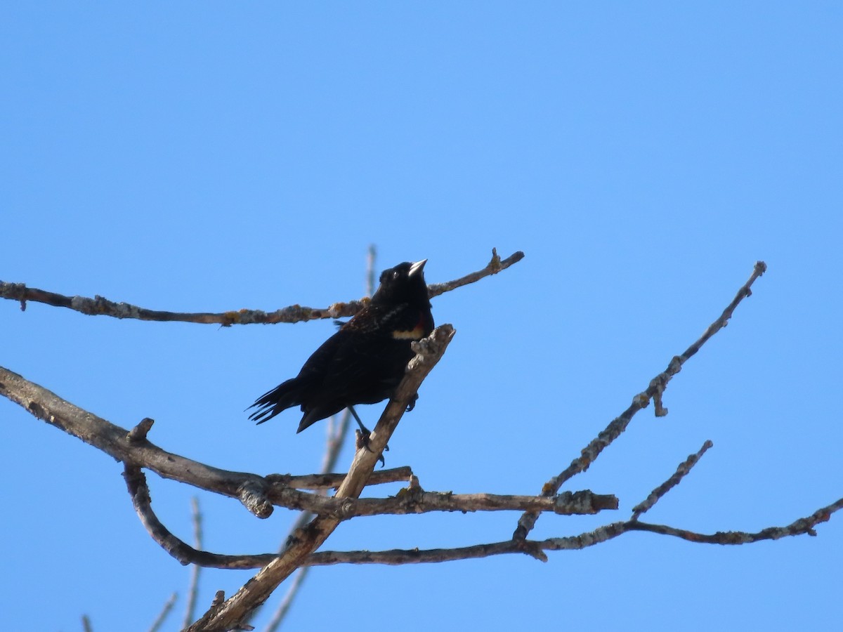 Red-winged Blackbird - ML425779801