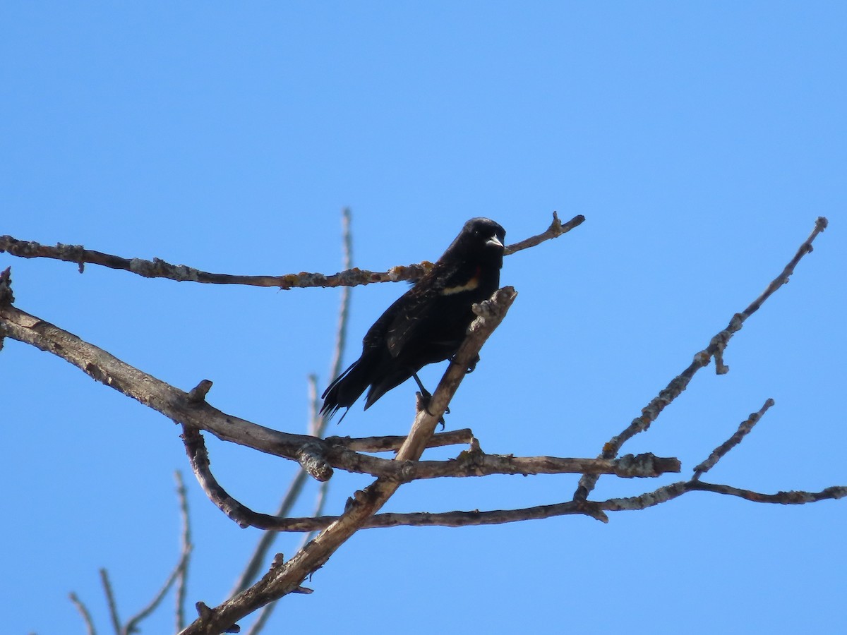 Red-winged Blackbird - ML425779851