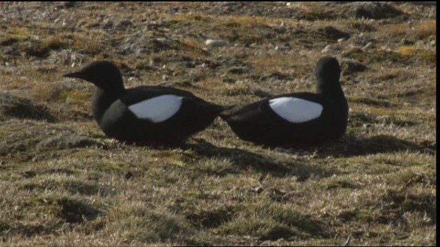 Black Guillemot - ML425780