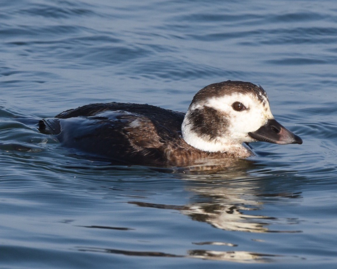 Long-tailed Duck - ML42578001
