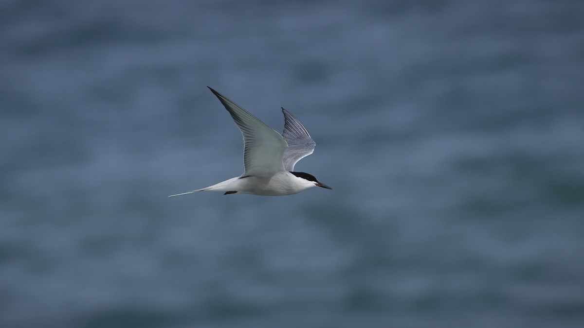 Common Tern (hirundo/tibetana) - ML425780041