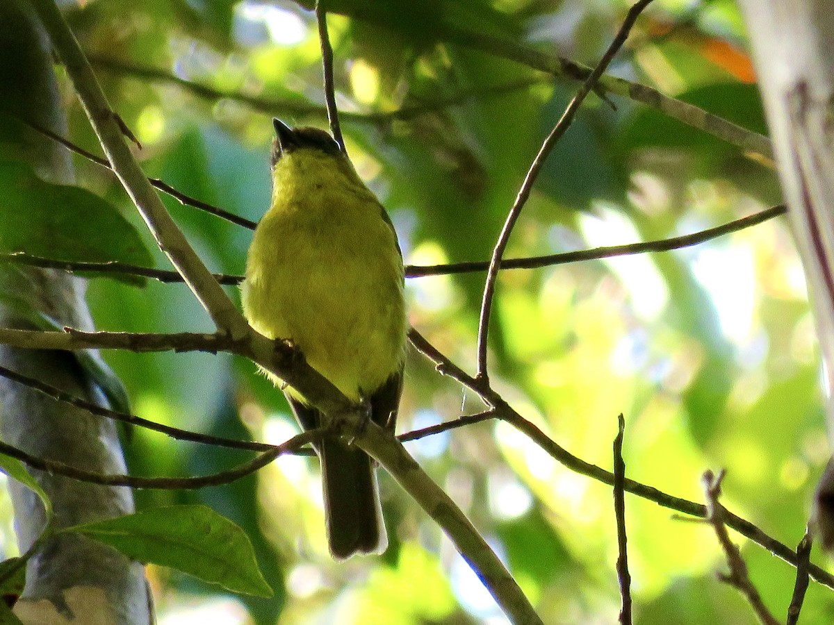 Bornean Whistler - GARY DOUGLAS