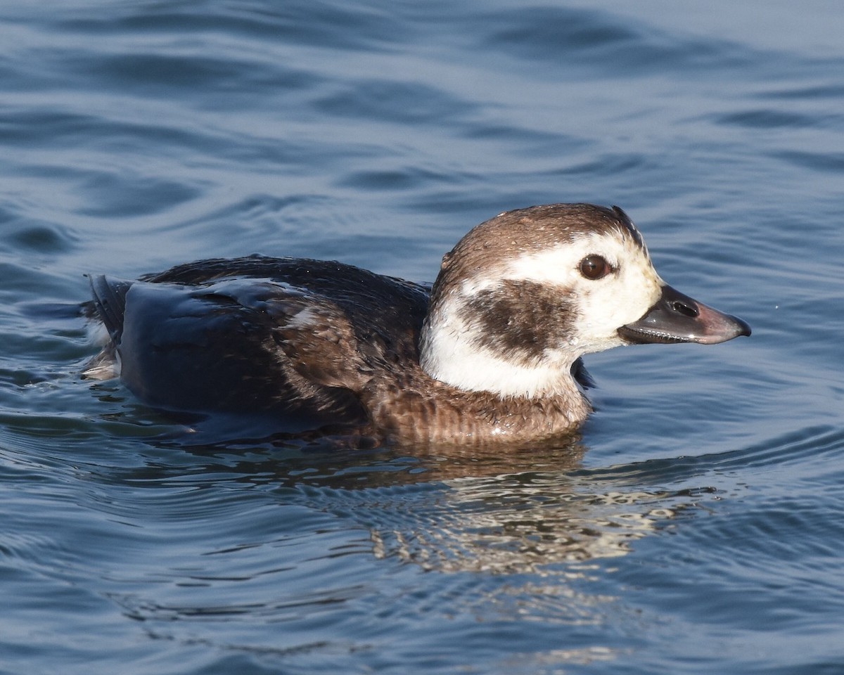 Long-tailed Duck - ML42578011