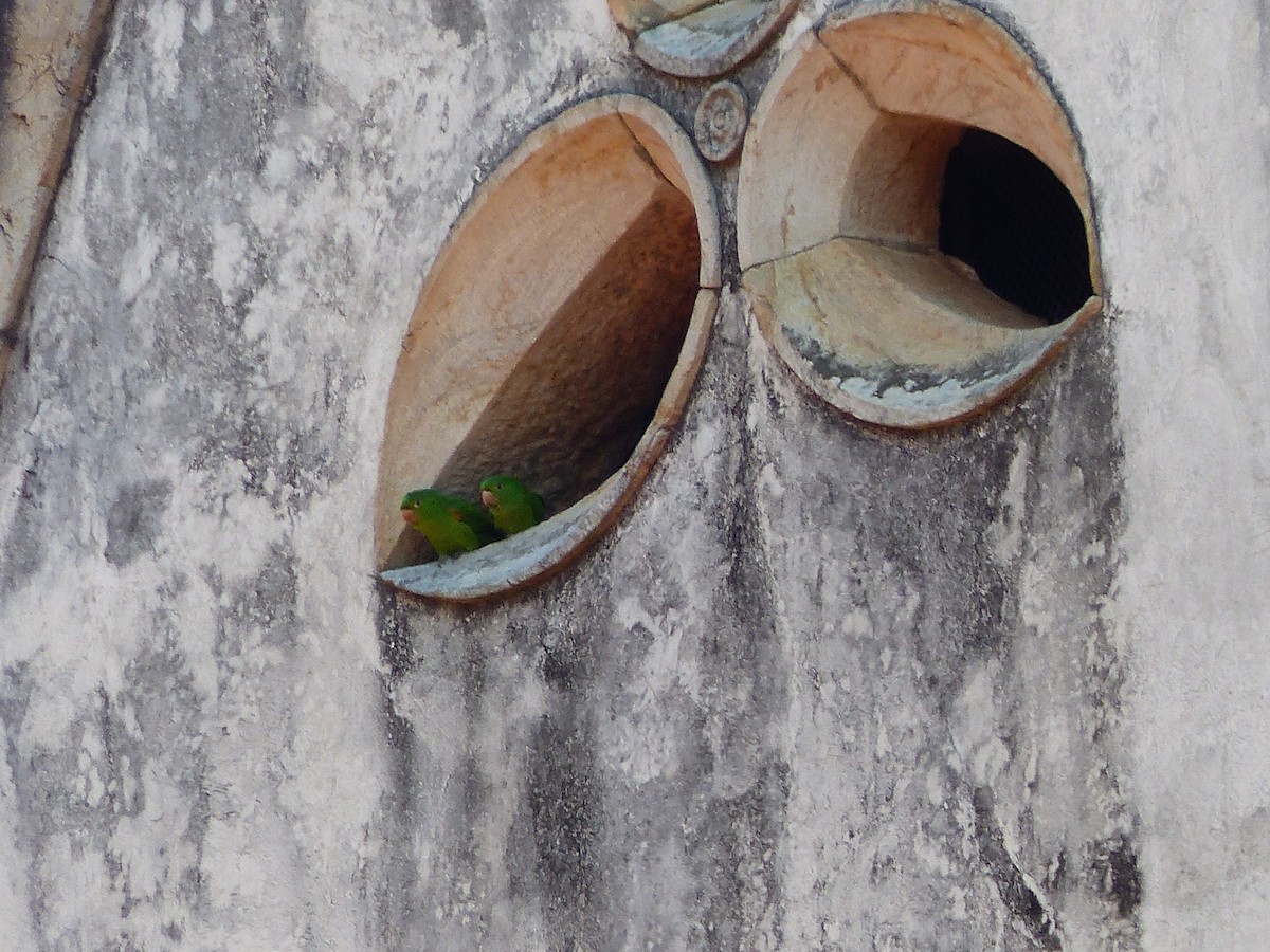 White-eyed Parakeet - ML425780511