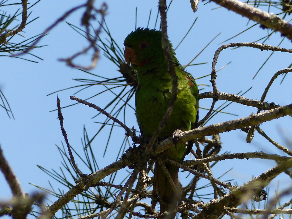 White-eyed Parakeet - ML425780641