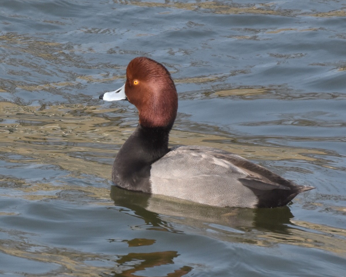 Redhead - ML42578071