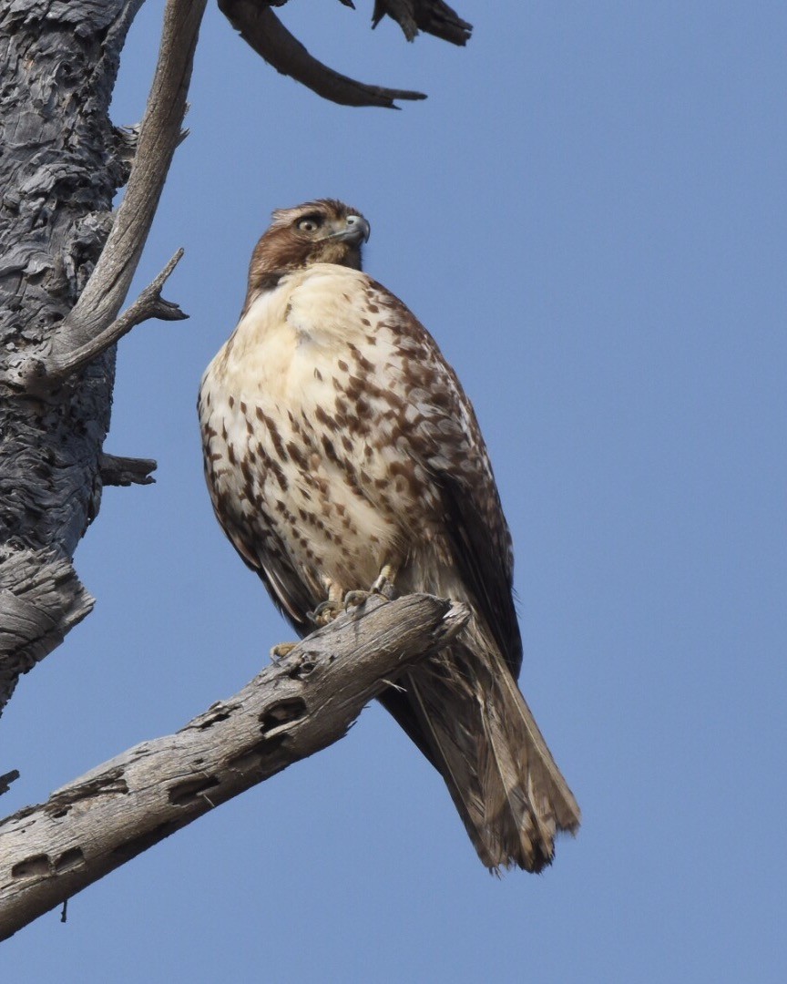 Red-tailed Hawk - ML42578111