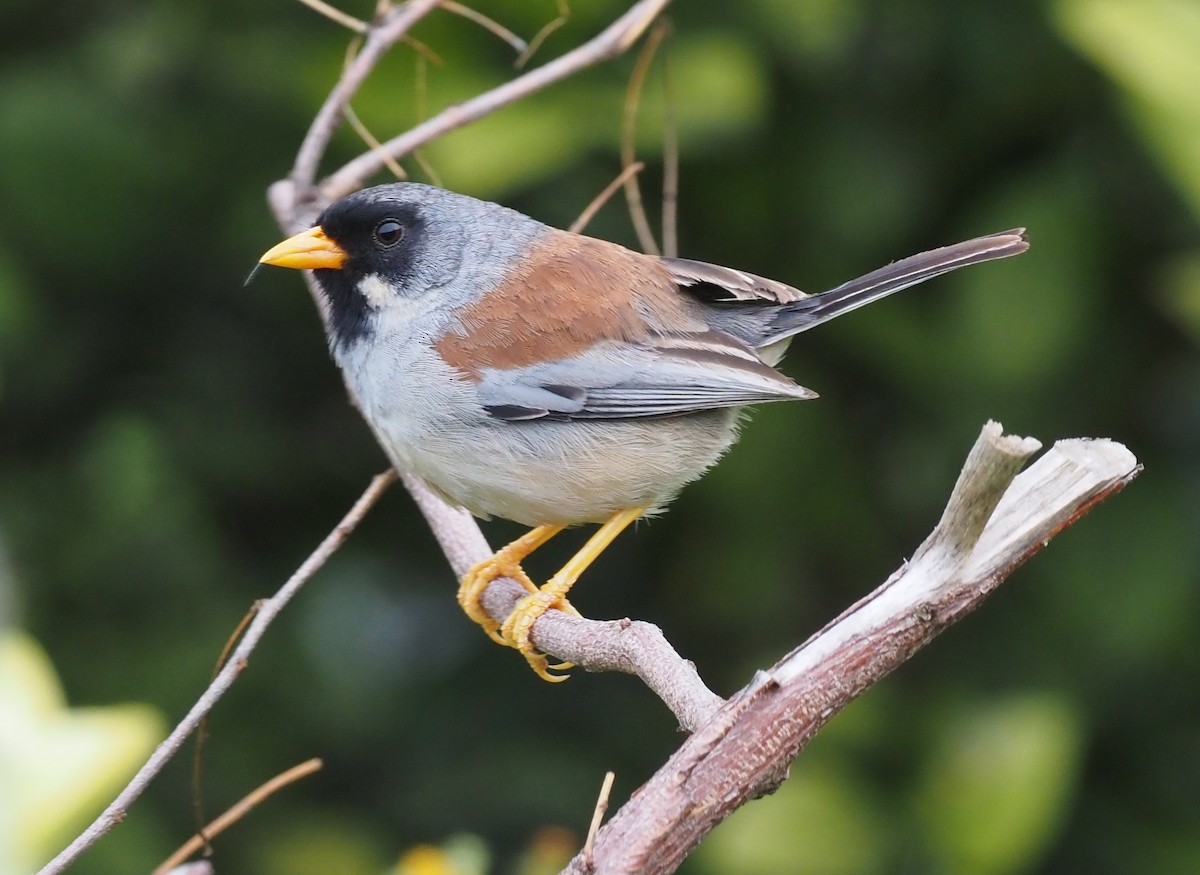 Buff-bridled Inca-Finch - ML425781451