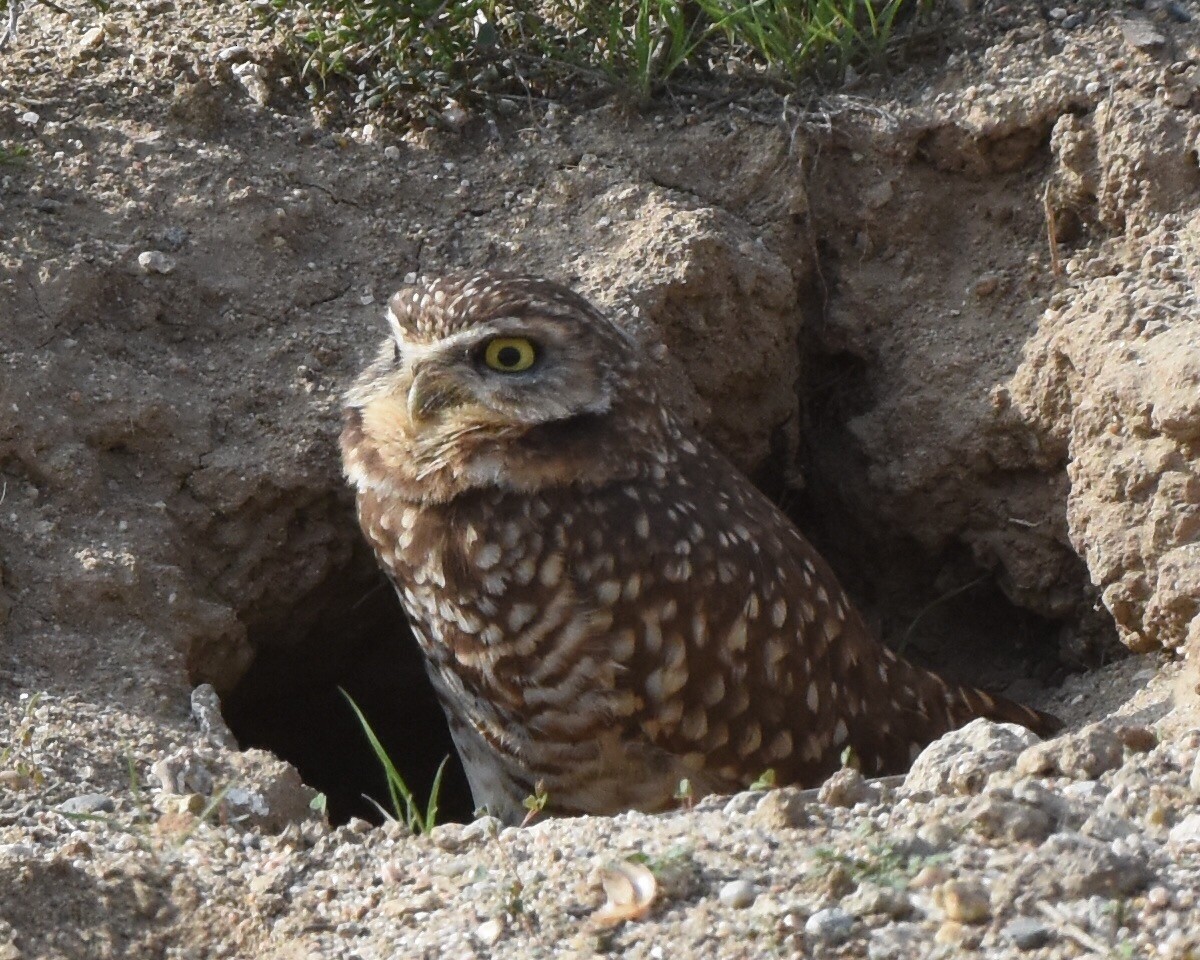 Burrowing Owl - ML42578161