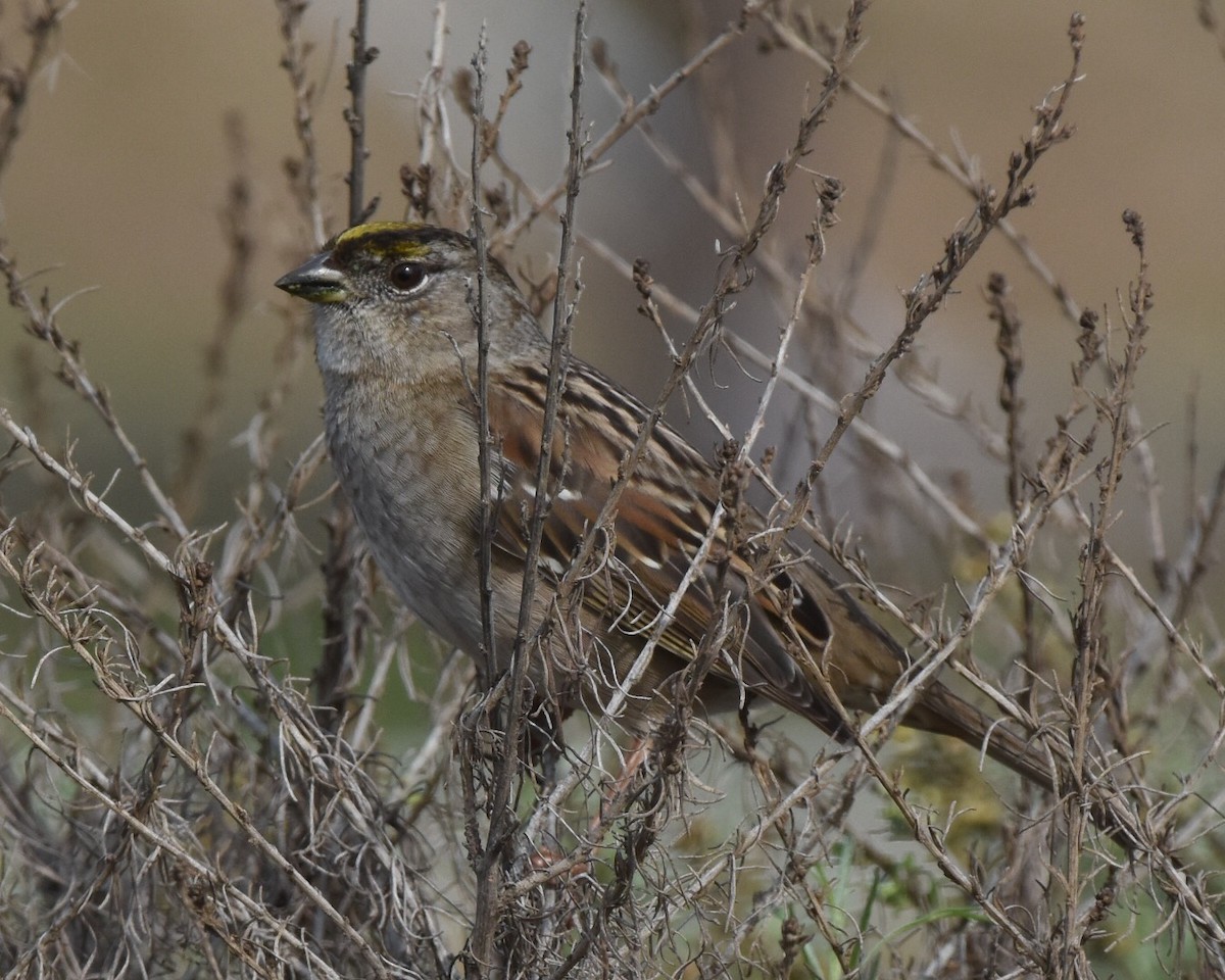 Golden-crowned Sparrow - ML42578171