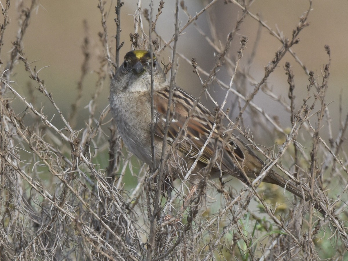 Golden-crowned Sparrow - ML42578181