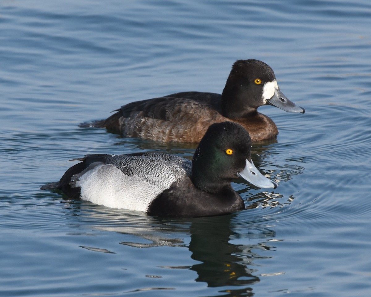 Lesser Scaup - ML42578201