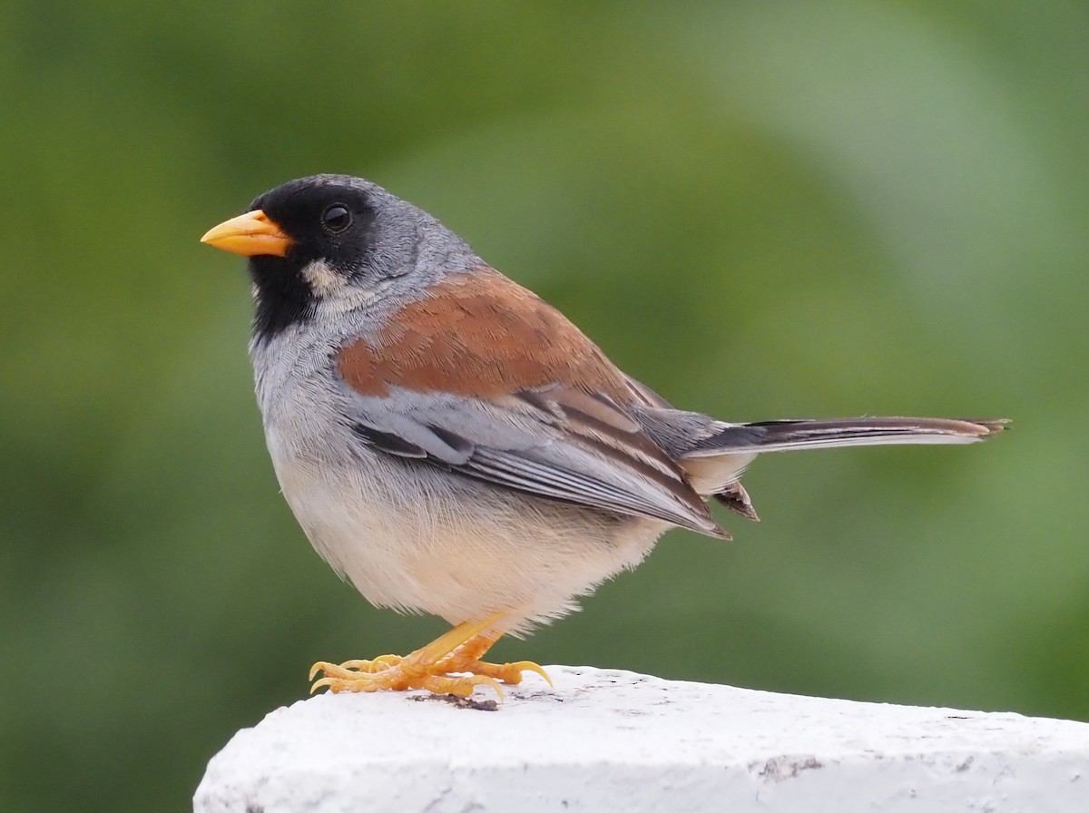 Buff-bridled Inca-Finch - ML425782341