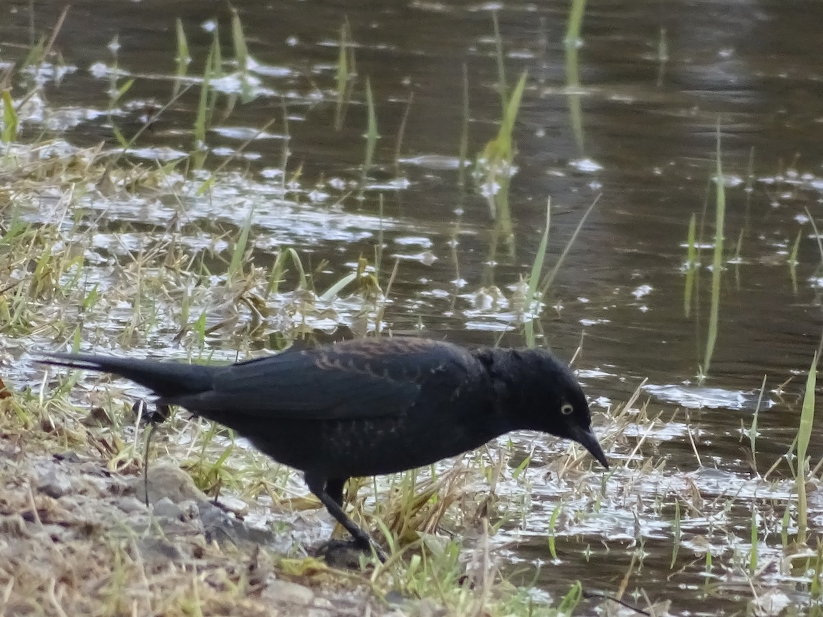Rusty Blackbird - ML425782951