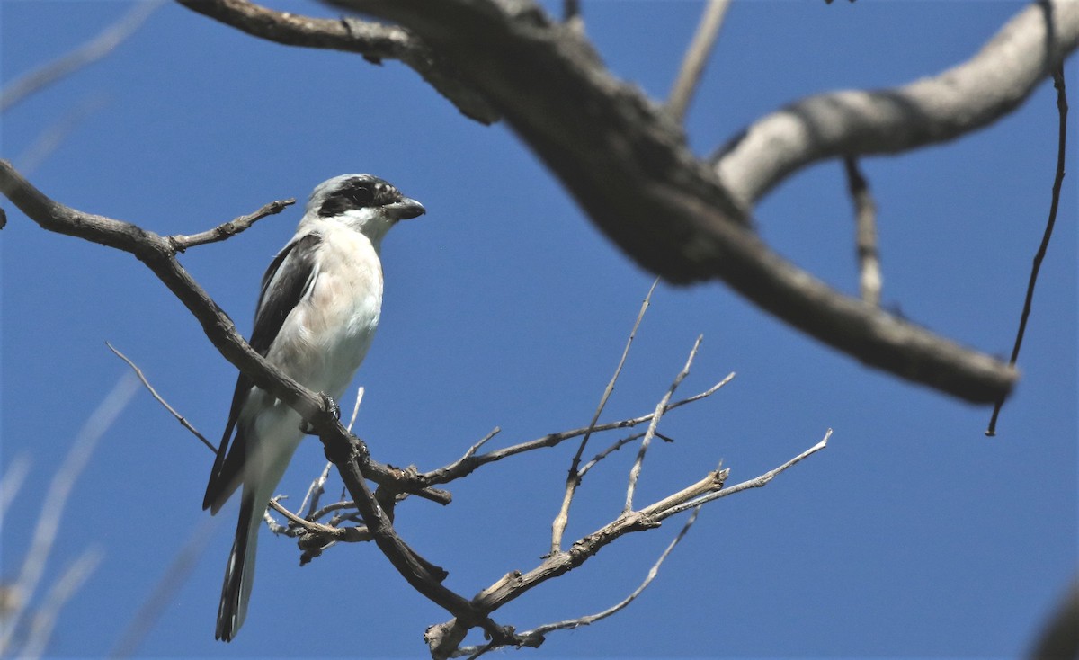 Lesser Gray Shrike - Soeren Andersen