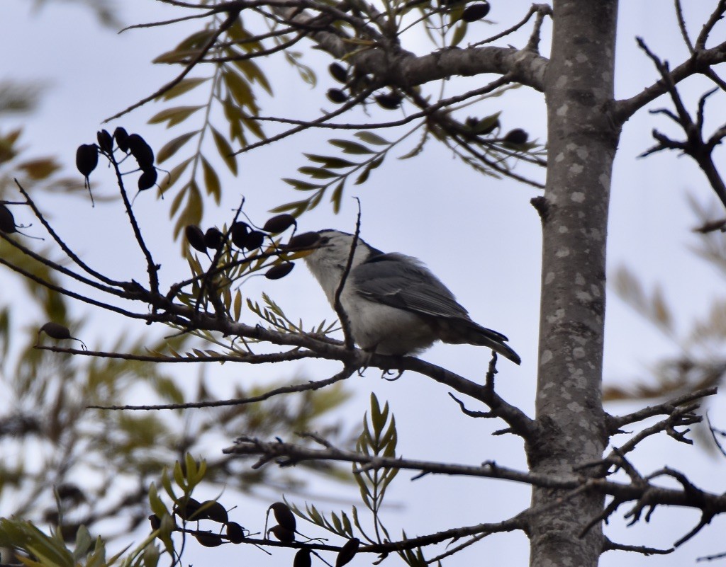 White-breasted Nuthatch - ML425783271