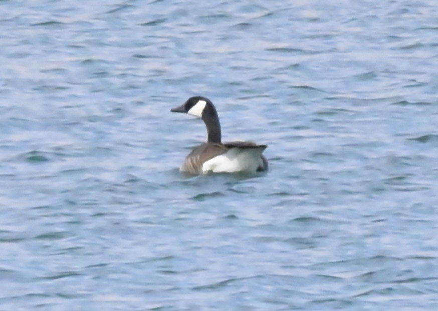 Canada Goose - Glenn Dunmire