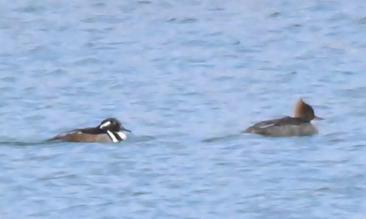 Hooded Merganser - ML425783651