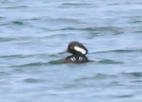 Hooded Merganser - ML425783701