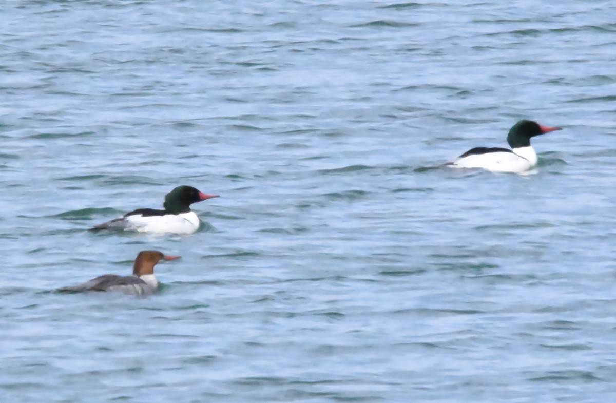 Common Merganser - Glenn Dunmire